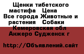 Щенки тибетского мастифа › Цена ­ 80 - Все города Животные и растения » Собаки   . Кемеровская обл.,Анжеро-Судженск г.